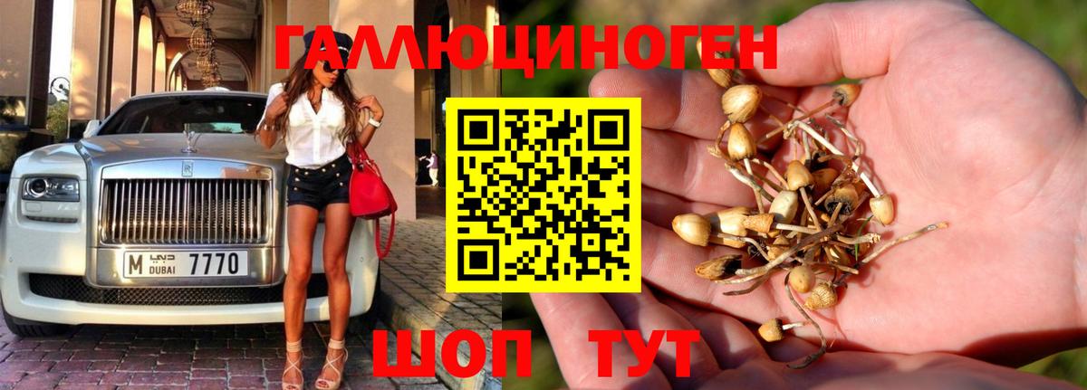 Грозный  Псилоцибиновые грибы GOLDEN TEACHER  Галлюциногенные грибы Magic Shrooms  Вход с VPN 
